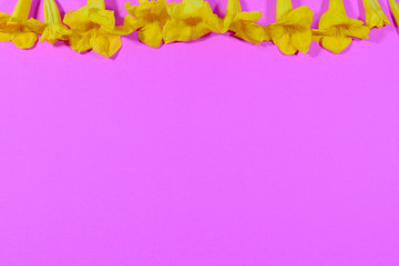 Flower frame on pink background Valentines Day, Happy Women's Day, 