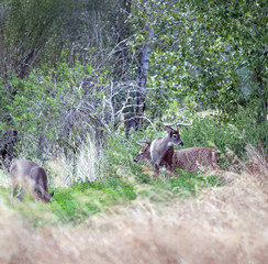 Whitetails in the woods