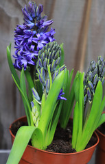  Hyacinths in pots in the garden on a wooden background.  Spring flowers. Close up