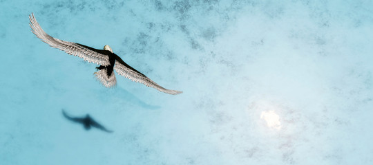 Eagle flying flush with water