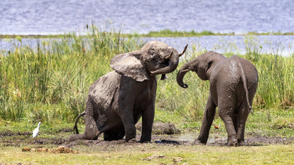 Naklejka na ściany i meble Elephants in a watering hole in Amboseli National Park, Kenya