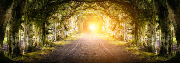 Tree tunnel and path to sunlight