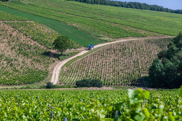 Scenic vineyard landscape with hills and grape plantation
