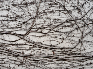 Texture di un muro in cemento con rami di edera