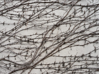 Texture di un muro in cemento con rami di edera