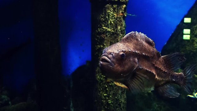 Cyclopterus lumpus Lumpfish swims in blue water