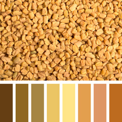 Fenugreek seed palette