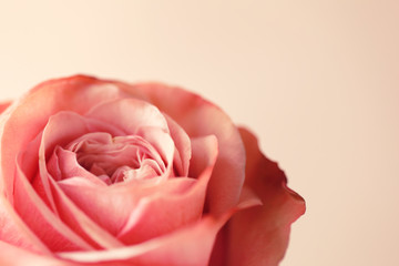 Close up of pastel pink rose petals