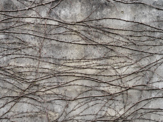 Texture di un muro in cemento con rami di edera