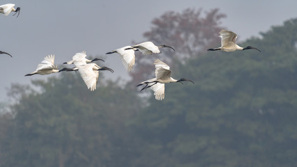 flock of sacred blackheaded ibis threskiornis melanocephalus in flight