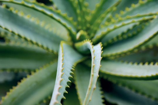 aloe vera plant