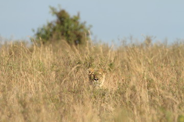 Lioness, female lion portrait in the wilderness of Africa