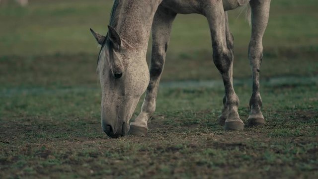 Slow-Motion 4K close shot of a white horse breeding grass in a large field with soft morning light in the countryside