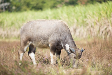 buffalo