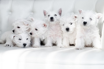 Six West Highland White Terrier puppies sit together