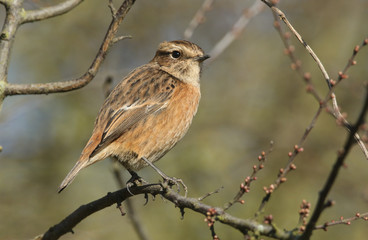 A pretty female Stonechat, Saxicola rubicola, perching on branch of a Blackthorn tree. It is...