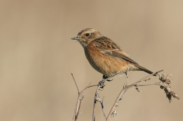 A beautiful female Stonechat, Saxicola rubicola, perching on a plant. It has been hunting for insects to eat. 