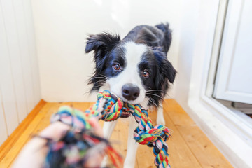Funny portrait of cute smilling puppy dog border collie holding colourful rope toy in mouth. New lovely member of family little dog at home playing with owner. Pet care and animals concept.