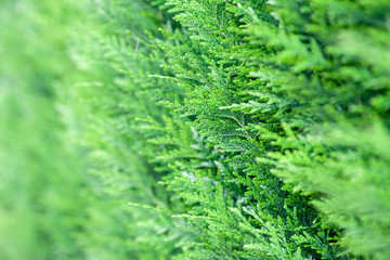closeup fresh green leaves of thuja tree