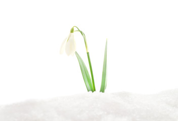 Snowdrops in the snow.