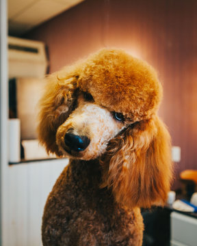 Apricot Standard Poodle Tilting Head At Grooming Salon