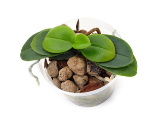 Green anthurium in flowerpot.