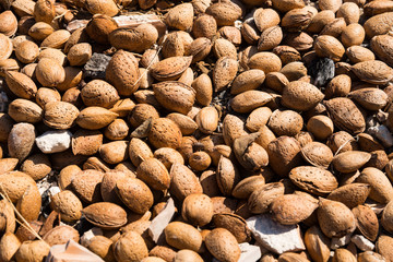 heap almonds in shell on the ground