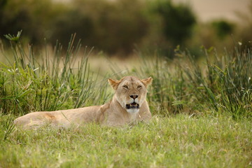 Lioness, female lion portrait in the wilderness of Africa