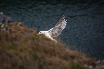 seagull landing