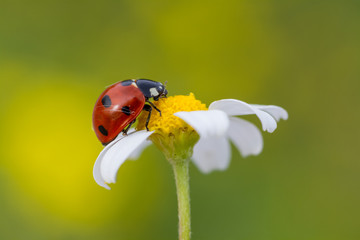 Obraz premium big red ladybug on camomile grass background