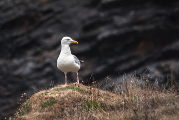 seagull standing on rock