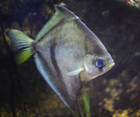 Fish in Water