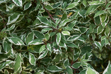 Cornus alba 