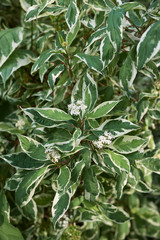 Cornus alba 