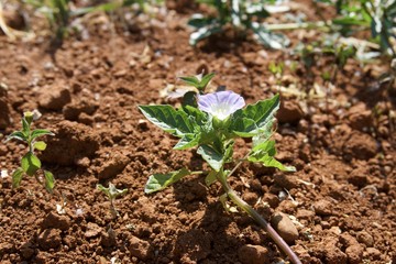 Flower in the garden