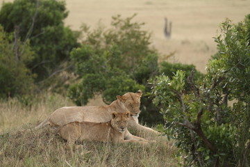 Lion with cubs, lioness with baby lions in the wilderness