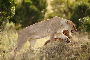 Fototapeta na wymiar Lion with cubs, lioness with baby lions in the wilderness