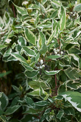 Cornus alba 
