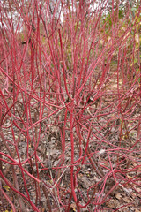 Cornus alba