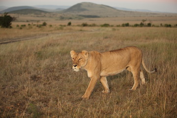 Lioness, female lion portrait in the wilderness of Africa