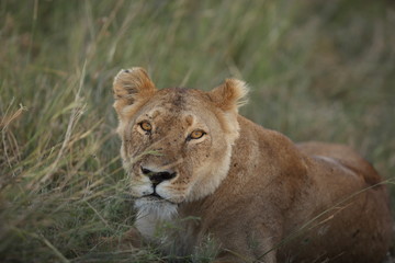 Plakat Lioness, female lion portrait in the wilderness of Africa