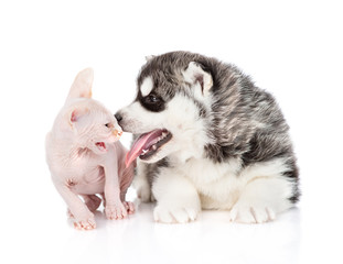 A siberian husky puppy and a sphynx kitten are sitting next to each other. Husky puppy stick out tongue, sphynx kitten open mouth. Isolated on a white background