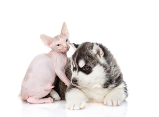 Fototapeta na wymiar A siberian husky puppy and a sphynx kitten are sitting next to each other. Isolated on a white background