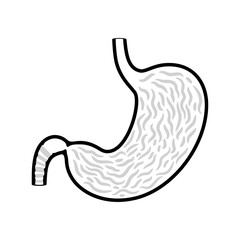 Vector isolated illustration of stomach