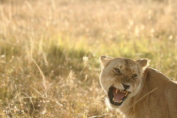 Lioness, female lion portrait in the wilderness of Africa