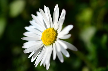 Einzelnes G&auml;nsebl&uuml;mchen