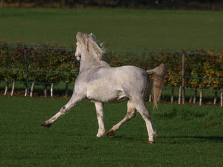 Obraz na płótnie Canvas Grey Welsh Stallion