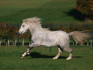 Obraz na płótnie Canvas Grey Welsh Stallion