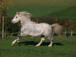 Naklejka na ściany i meble Grey Welsh Stallion