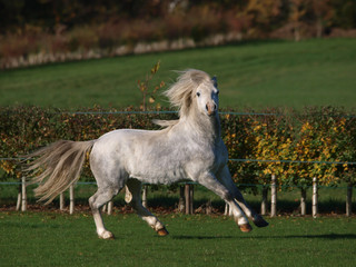 Obraz na płótnie Canvas Grey Welsh Stallion